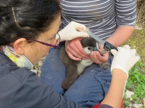 Marcela measuring the head of a penguin chick.JPG
