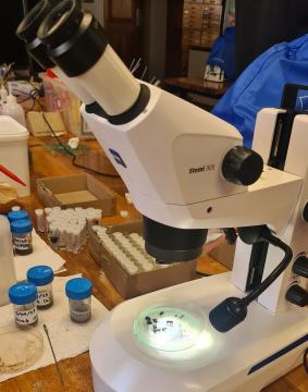 Microscope work as part of workshop.jpg