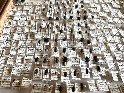 Pinned insects brighter.jpeg