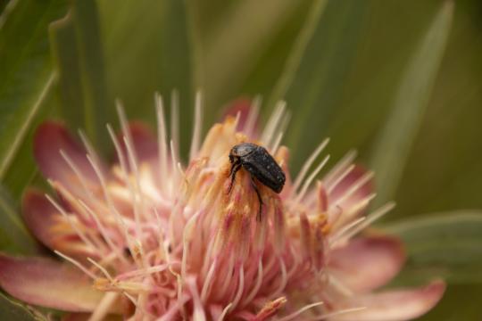 Protea beetle.JPG