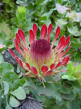 protea.JPG