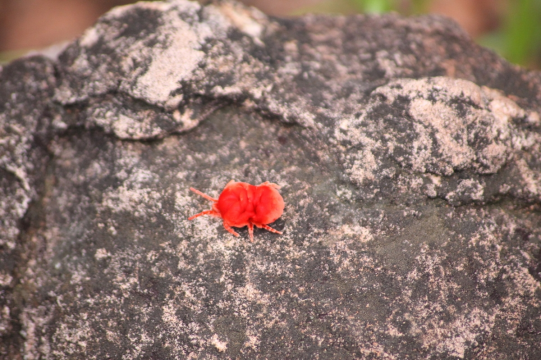 red mite.png