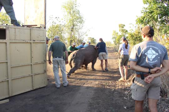 Releasing a black rhino.JPG