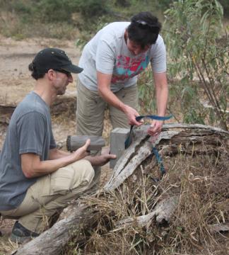 Setting a camera trap.JPG