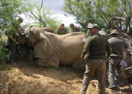 Spatial and diet analysis of elephants - The collaring team in action.jpg