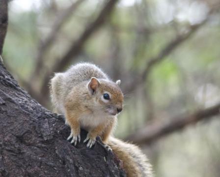 Tree squirrel .jpg