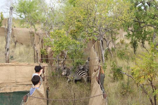 Zebra translocation.JPG