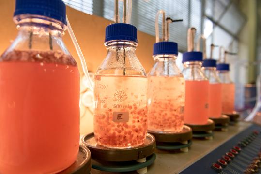 Purple bacteria in bottles