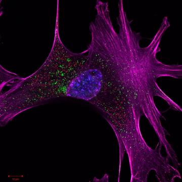 Microscopy images of cells
