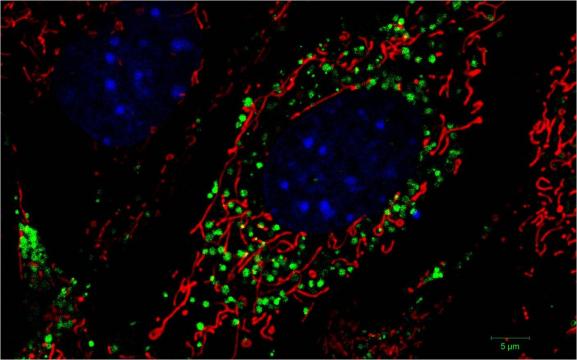 Microscopy images of cells
