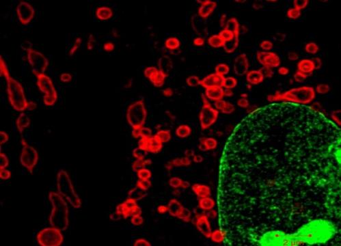Microscopy images of cells
