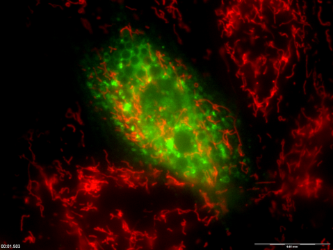 Microscopy images of cells