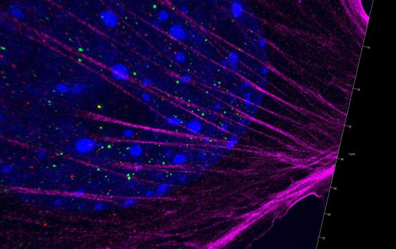 Microscopy images of cells