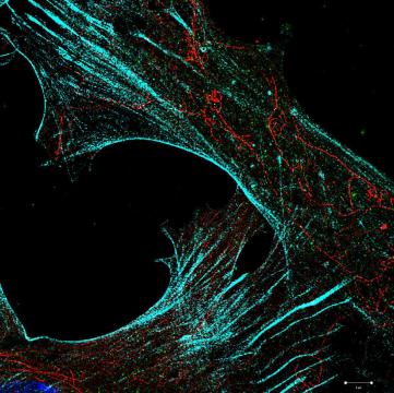 Microscopy images of cells