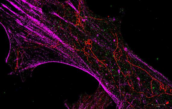 Microscopy images of cells