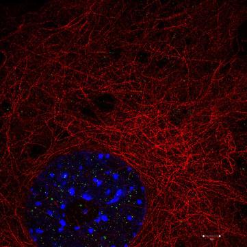 Microscopy images of cells