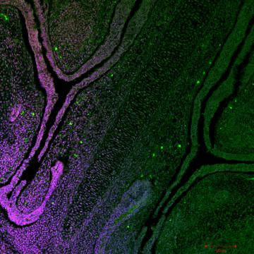 Microscopy images of cells