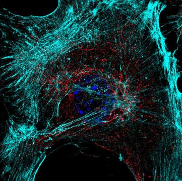 Microscopy images of cells