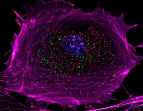 Microscopy images of cells