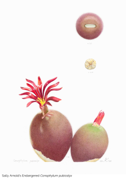 Botanical Art Exhibition 2024