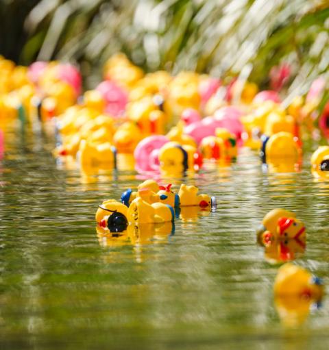 Duck race
