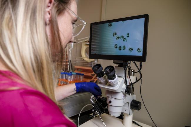 Female student looking at cells