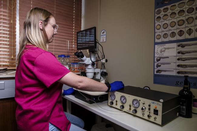 Student working with a microscope