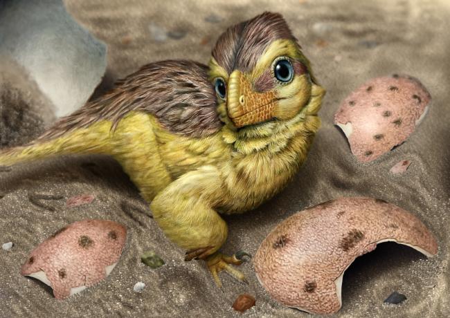 Artistic reconstruction of a newly hatched troodontid-like dinosaur resting among fragments of its eggshell (loosely based on Mongolian microtroodontid-type). These eggshells, when buried within ancient soils, interacted with meteoric waters, leading to early uranium incorporation into the eggshell calcite crystals.