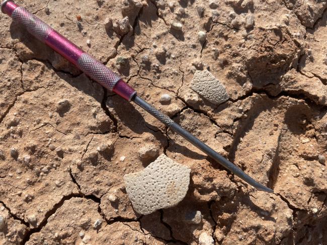 Exposed dinosaur eggshell fragments at Teel Ulaan Chaltsai, Eastern Gobi Basin