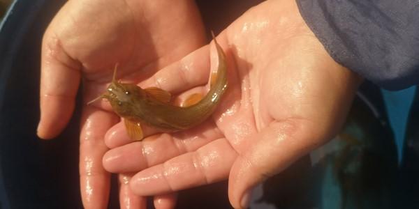 Monitoring water qua​​lity of the Apies and Crocodile rivers - gallery  - 2