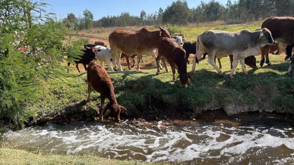 Monitoring water qua​​lity of the Apies and Crocodile rivers - gallery  - 4