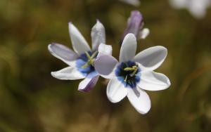 Conservation collection.jpg