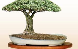 Louis Nel bonsai.jpg