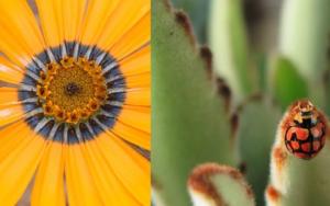 Micro refugia could be key to survival of insect populations