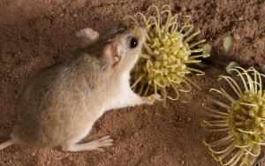 Gerbil and pincushion