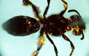 Fluorescent pollen on a honey bee