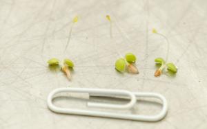 Oxalis seedlings