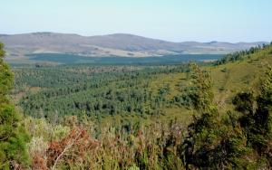 Pines invading fynbos at Garcia Pass