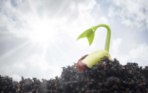 Plant emerging from seed