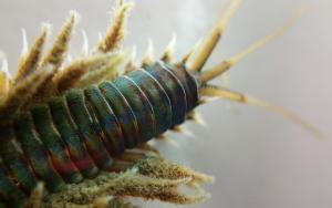 Estuarine moonshine worms