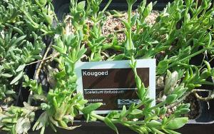 Sceletium tortuosum - Kougoed