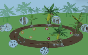 Fig 1: Life cycle of Fusarium oxysporum f. sp. cubense within the banana host.