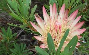 protea.jpg
