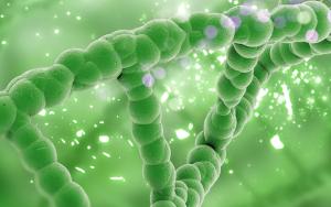 At Stellenbosch University the first successful genome editing of a woody crop in Africa was achieved.jpg