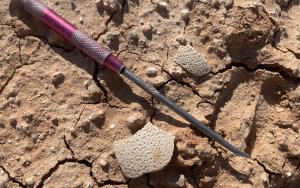 Exposed dinosaur eggshell fragments at Teel Ulaan Chaltsai, Eastern Gobi Basin