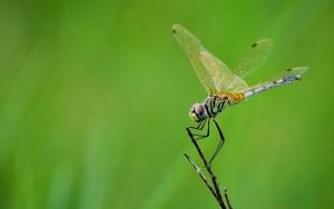 Researchers have overturned a long-held theory that gigantic dragonfly-like insects could only have existed 300 million years ago because atmospheric oxygen levels were about 45% higher than they are today.
