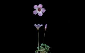 Oxalis-oculifera