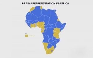 Brains representation in Africa