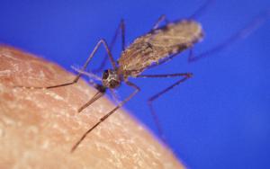 A female mosquito on a human hand.