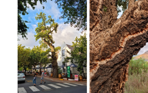 The 400-year-old story of oaks: from cultural icons to invaders and victims